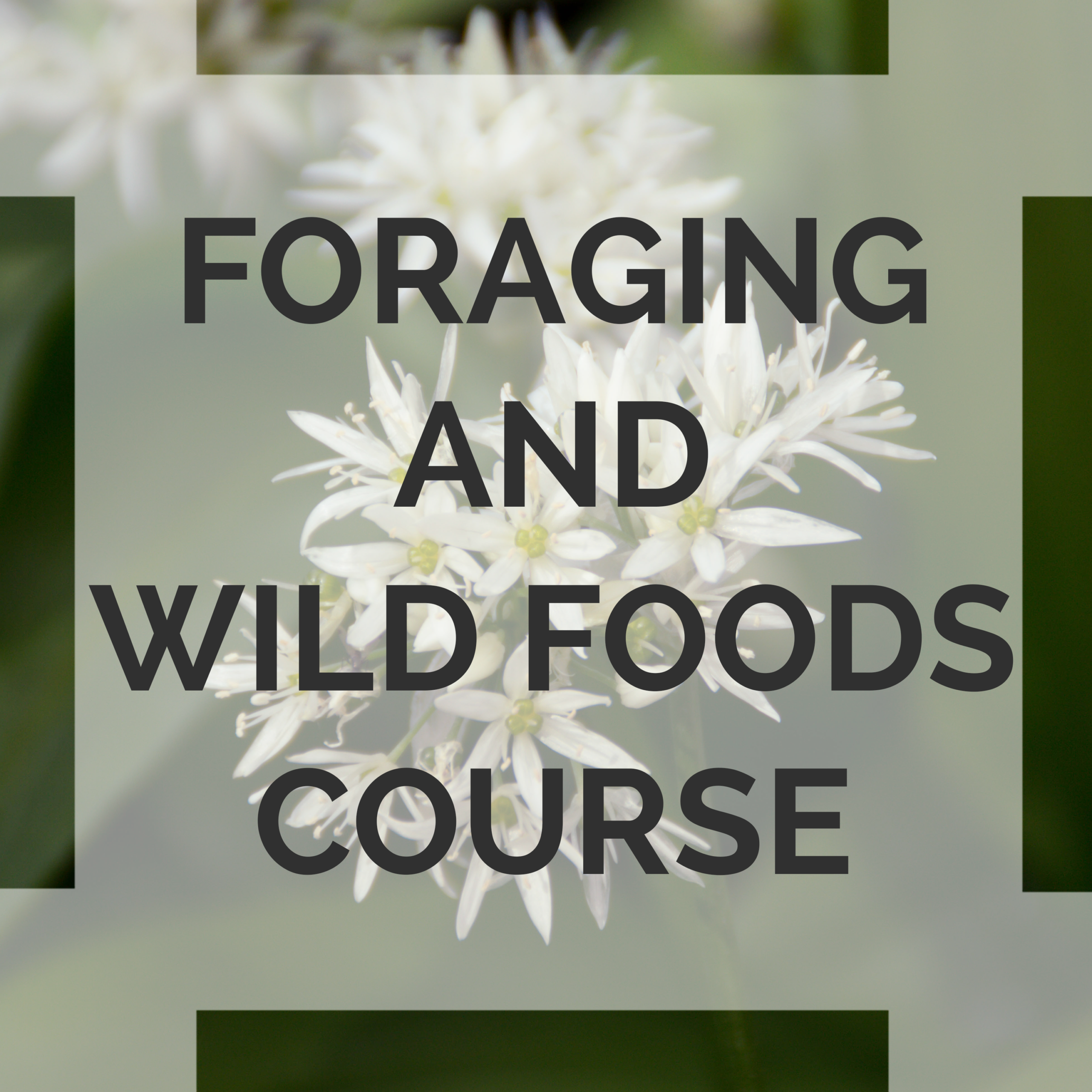 foraging course uk