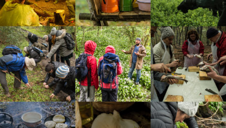 best foraging courses uk
