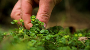 foraging for golden saxifrage